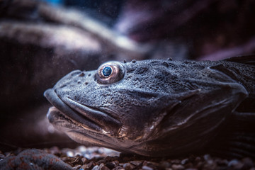 Close-up face exotic fish lying on the bottom in the Oceanarium