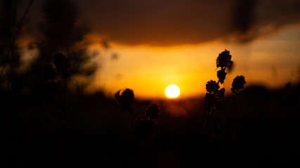 Fototapeta premium Gold Sunset