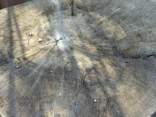 geschnittene Holzplatte Struktur Textur 