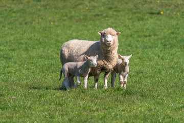 Ewe with lambs.