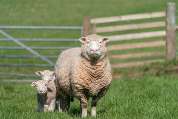 Ewe with lambs.