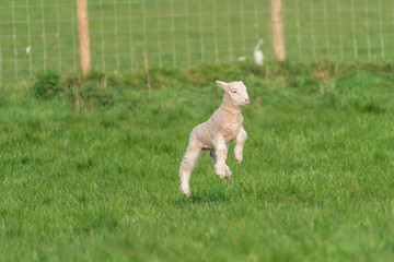 Lamb playing.