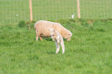 Lamb playing.