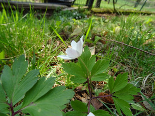 Blüten im Frühling in Deutschland an Ostern