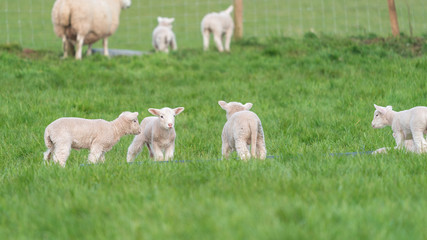 Lambs playing.