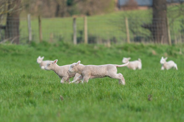 Lambs playing.