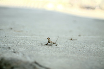 The Chameleon in urban wild