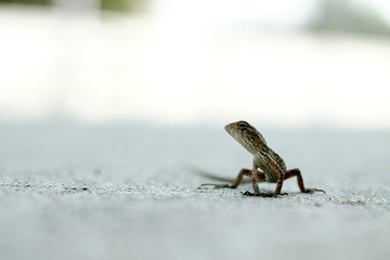 The Chameleon in urban wild
