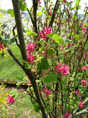 Blumenblüten auf einer Wiese an Ostern im Sommer