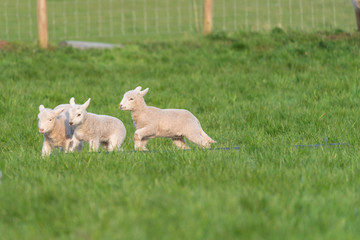 Lambs playing.