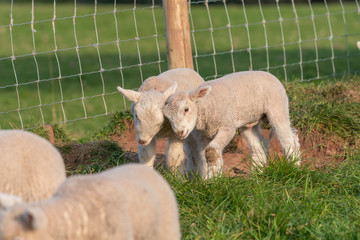 Lambs playing.