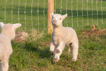 Lambs playing.