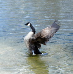 The black geese of the genus Branta waiving his wings on water. The concept of pride, honor, preparing to fight.