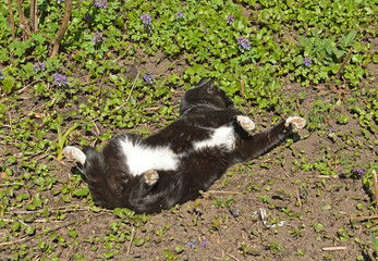 Naklejka na ściany i meble Cat basks in spring sun