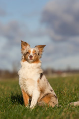 Mini Australian Shepherd