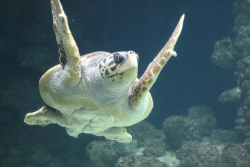 Loggerhead sea turtle   (Caretta caretta)
