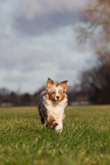 Mini Australian Shepherd Welpe