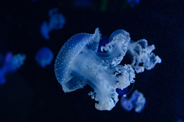 group of jellyfish