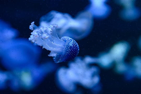 group of jellyfish