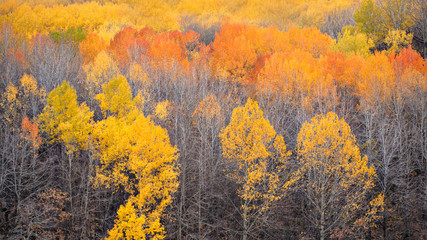 Autumn landscape photography. Colorful forest background. 