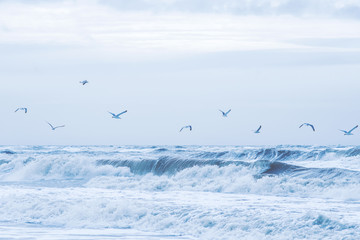 Seagulls flying over stormy north sea