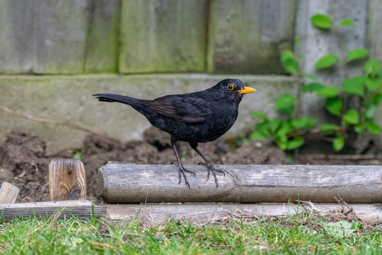 Male Blackbird (turdus Merula)