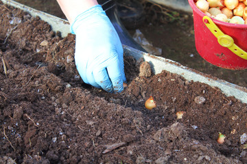 Planting onions on the beds in the greenhouse in the garden. Close-up. Background.