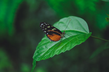 Beautiful butterfly sits on the green leaves of a tree branch. Close-up