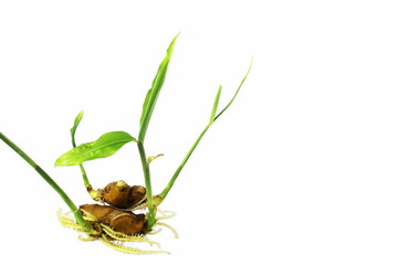 ginger root sprouted or germinated for sowing or plantation in garden or farm on white background