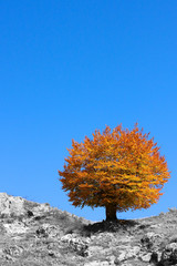 Round crown autumn tree on a clear blue sky