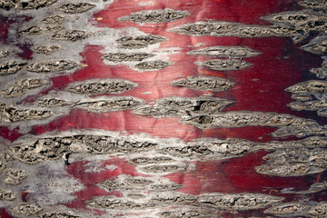 Red Cherry tree bark detail