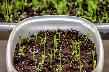 Young plant shoots potted inside a gardener's house