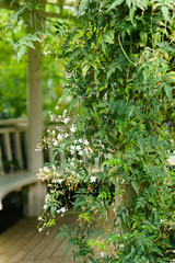 Green leaves texture. Fresh spring tropical leaves background