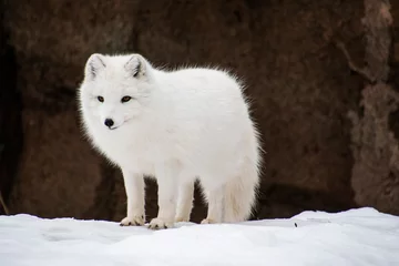 Poster Arctic Fox Standing