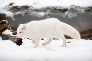 Arctic Fox Prowling