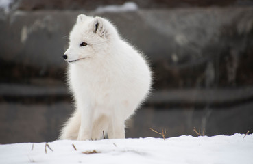 Arctic Fox Profile