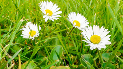daisy ((bellis perennis) daisys in grass in english garden, spring time