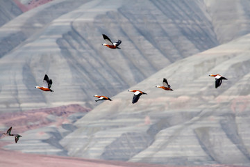 Flying shelducks. Colorful mountain background.