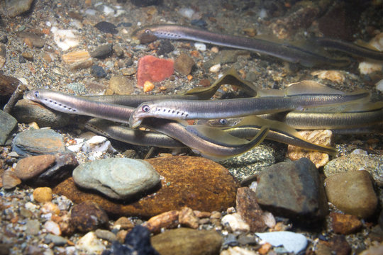 The European brook lamprey (Lampetra planeri) a frashwater species that exclusively inhabits freshwater environments. Lamprey in the clean mountain river holding gravel. Frashwater habitat.