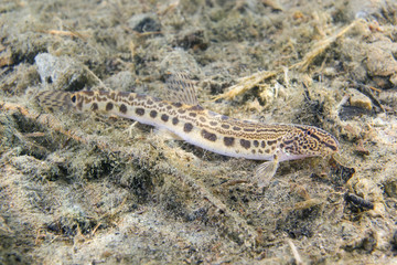 Underwater photography of freshwater fish  Danubian spined loach (Cobitis elongatoides). Loach in the clean river habitat. Frashwater habitat. Wild life animal. Sunny day.