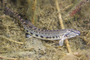 Underwater photography of freshwater fish  Danubian spined loach (Cobitis elongatoides). Loach in the clean river habitat. Frashwater habitat. Wild life animal. Sunny day.