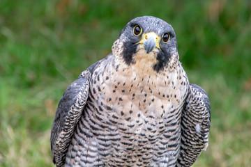Portrait of a peregrine falcon (Falco peregrinus)