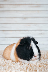 Guinea pig sitting in his house. Portrait of a cute pet on a woolen and wooden background. Copy space, poster, advertisement. Thick and funny pig with a big mustache. Beautiful picture.