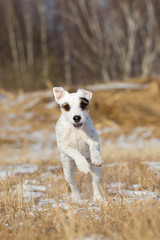 Parson Jack Russel Hündin