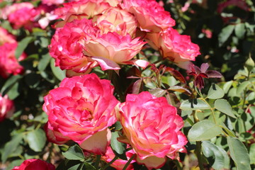 Rosa multicolor