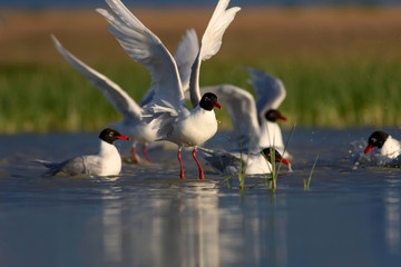 Bird bath. Colorful nature background. Birds: Mediterranean Gull. Ichthyaetus melanocephalus. 