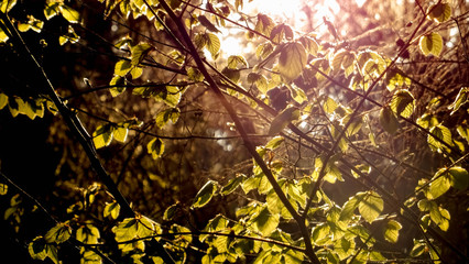 Frühling im Wald mit Sonnenstrahlen