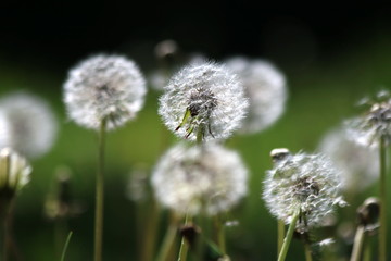 Field with dandelions. Closeup of yellow spring flowers