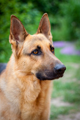 german shepherd
