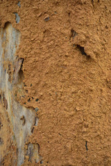 House of termites on the surface of a tree trunk. A texture termites’ clay house.
